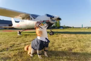 viajar de avião com animais de estimação