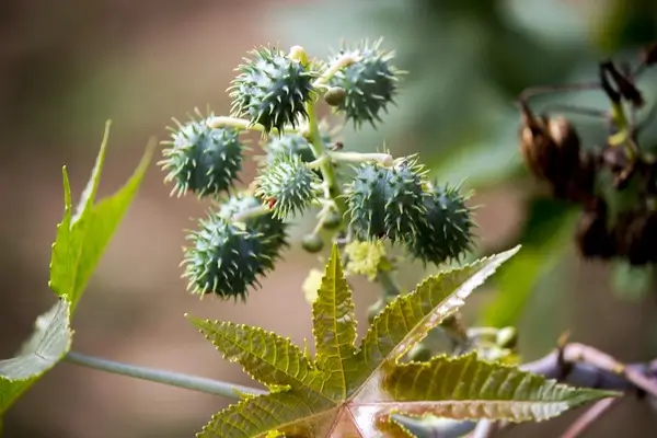 Plantas Tóxicas