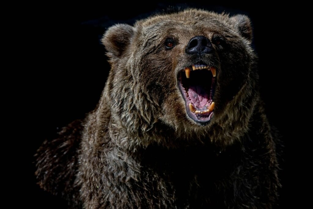 Ataque de Urso
