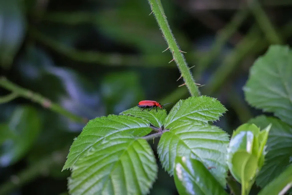 Planta na Amazonia