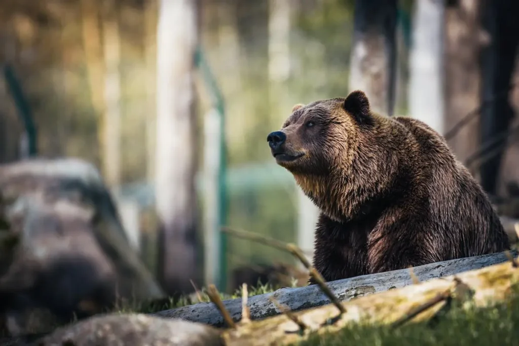 urso pardo