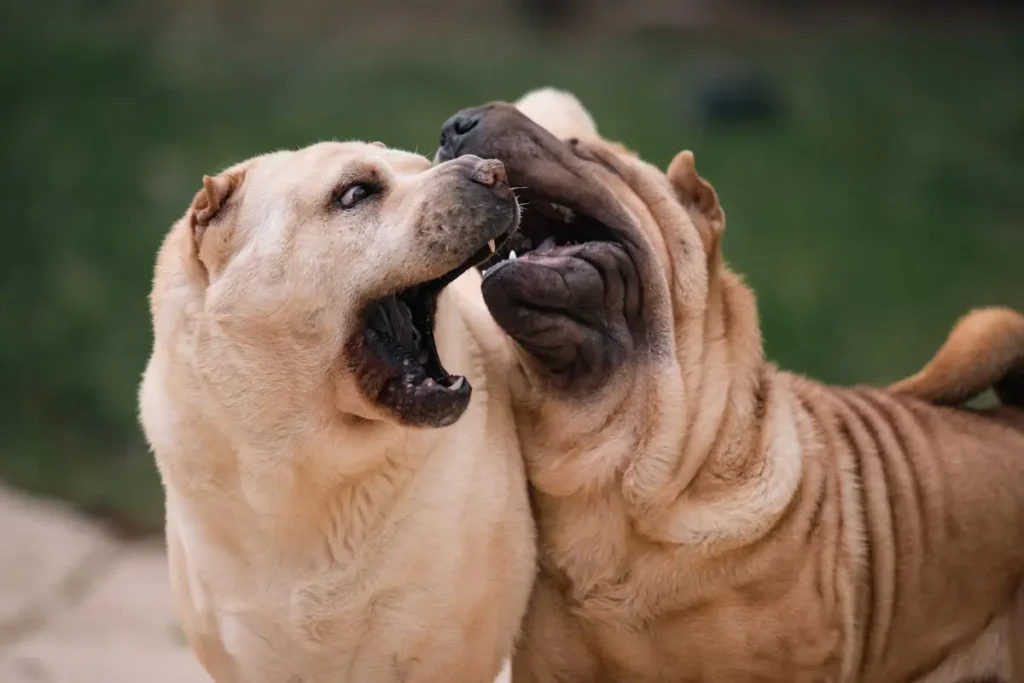 Shar Pei