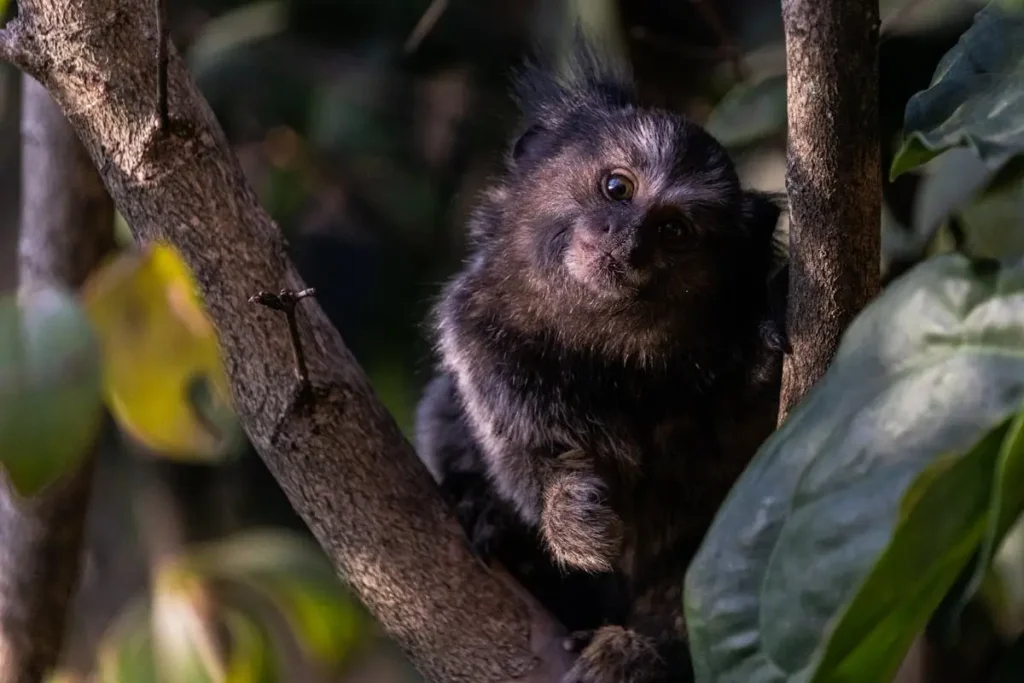 Sagui