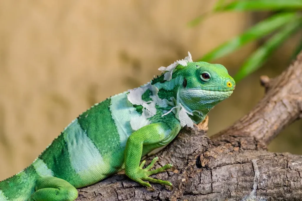 Iguana Verde