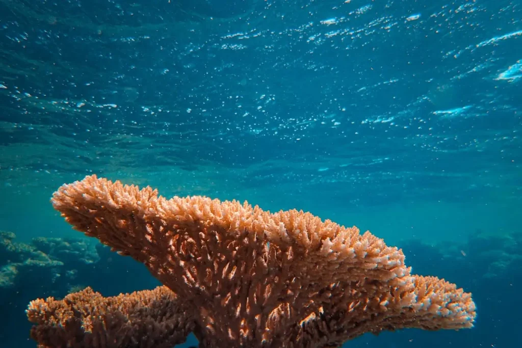 Um autentico Coral