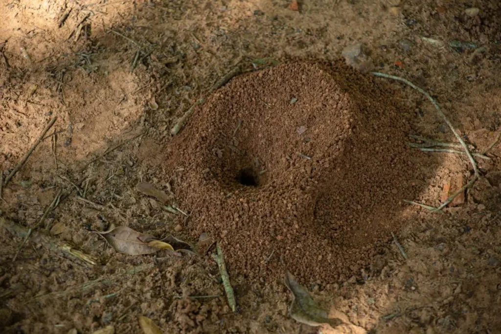 Formigas constroem Formigueiros