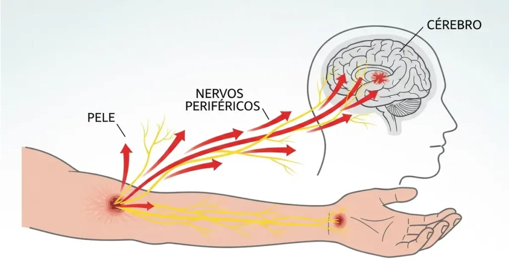 Como a doença da raiva se desenvolve