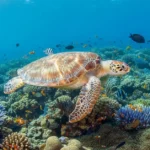 Tartaruga Marinha Perto de Vegetação Aquática