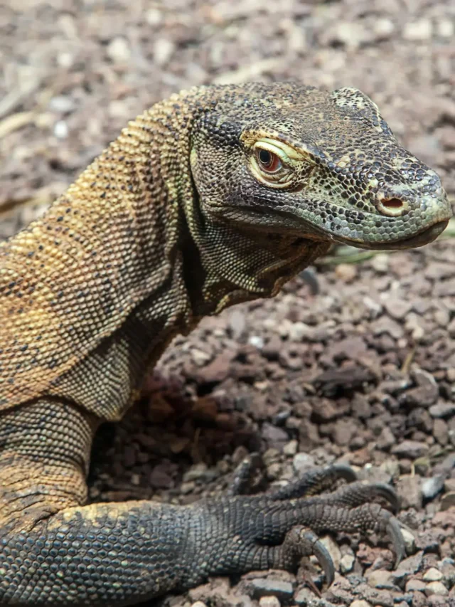 O Assustador Dragão de Komodo